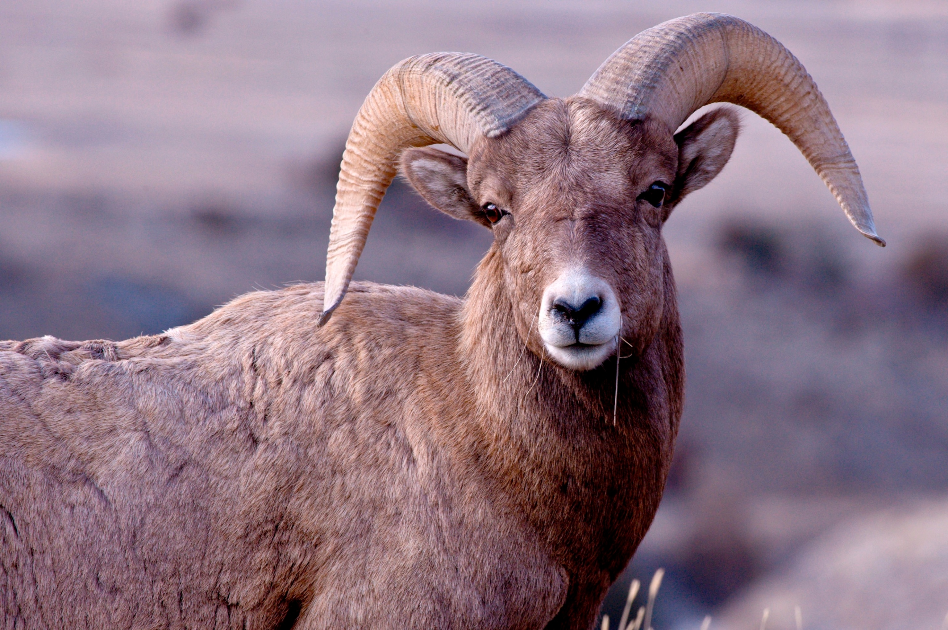 PHOTO: Bighorn Sheep young ram portrait near Yellowstone National Park, Wyoming.